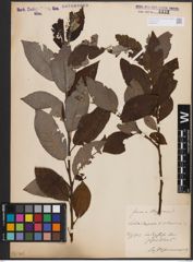 Foto von Salix caprea L. x Salix silesiaca Willd.